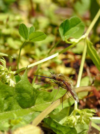 Close-up of insect on leaf