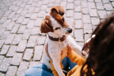 Close-up of a dog on footpath