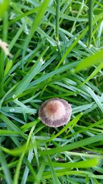 Close-up of grass growing in field