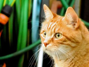 Close-up of cat looking away