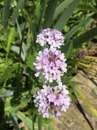 Close-up of purple flowers blooming outdoors