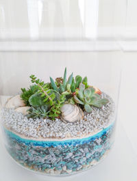 Succulent terrarium in cylindrical glass vase