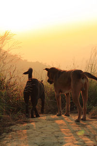 Stray dogs amidst plants against clear sky during sunset