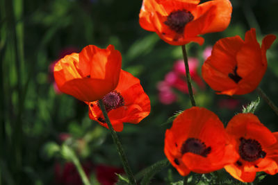 Close-up of red poppy flowers