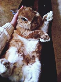 Close-up of cat resting