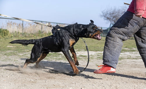 Side view of dog standing at beach