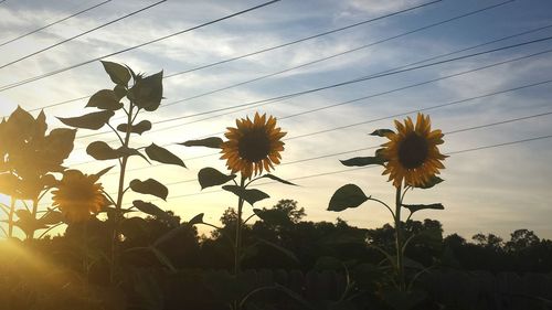 Low angle view of yellow flowers against sky