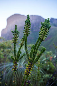 Close-up of fresh green plant against sky