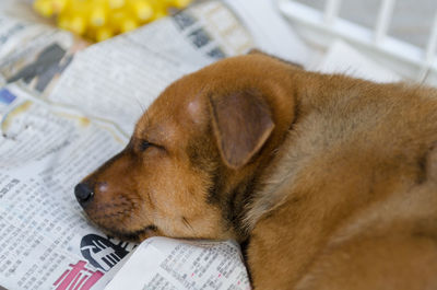 Close-up of dog