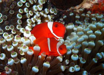 Close-up of fish swimming in sea