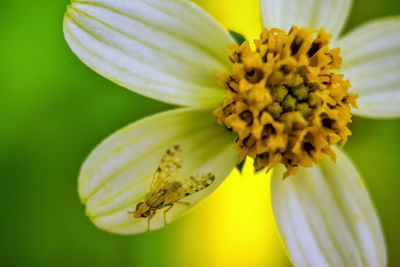 Close-up of yellow flowering plant