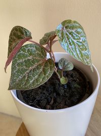 Close-up of potted plant on table