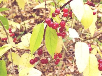 Close-up of fruits growing on tree