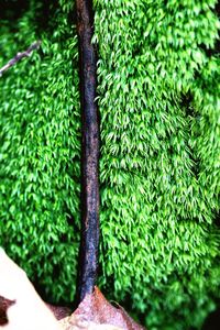 Close-up of moss on tree trunk