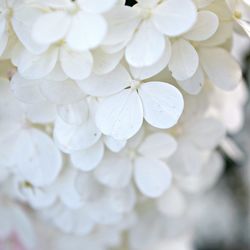 Close-up of white flowering plant