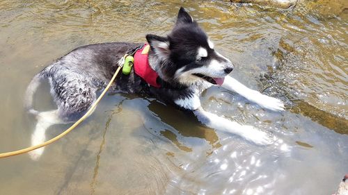 High angle view of dog in lake