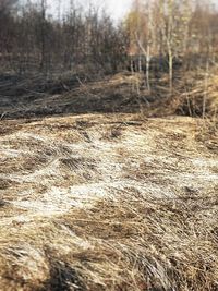 Close-up of dead plants on land