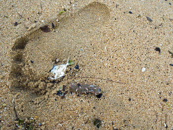 High angle view of seashell on beach