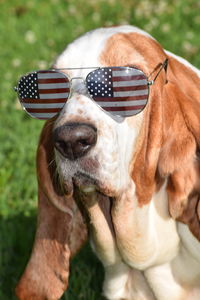 Close-up of dog wearing sunglasses 