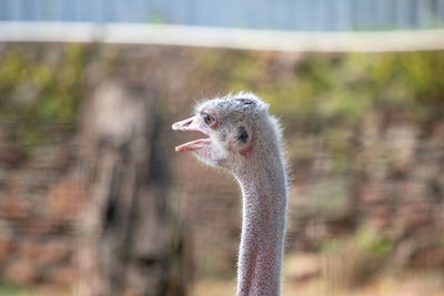 Close-up of a bird against blurred background