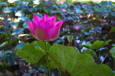 Close-up of pink lotus water lily