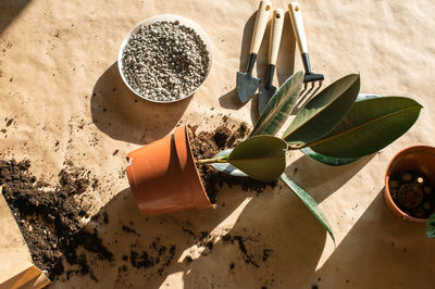 A pot of ficus lies indoors on a table, to transplant houseplants. fertilizers in granules