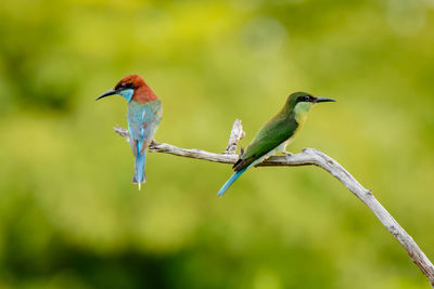 Colorful birds perching on plant