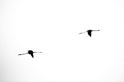 Low angle view of bird flying against clear sky