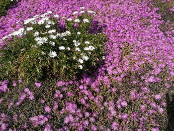 Purple flowers growing on plant