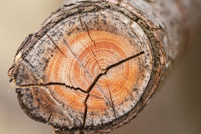 Natural wooden texture background. closeup macro cut off of old aged tree branch. tree nature 