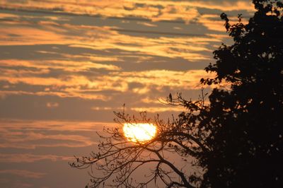 Silhouette plants against romantic sky at sunrise 