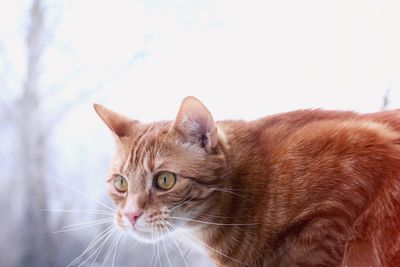 Close-up portrait of a cat