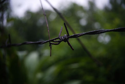 Close-up of wet barbed wire fence during rainy season