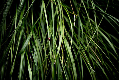 Close-up of ladybug on grass