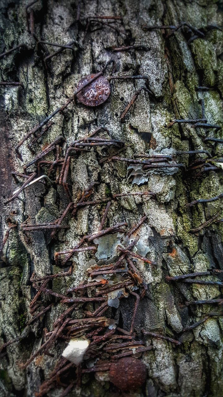 tree trunk, textured, full frame, rough, backgrounds, tree, close-up, bark, no people, growth, day, nature, outdoors, lichen