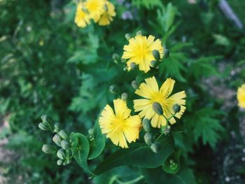 Close-up of yellow flowers blooming outdoors