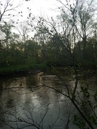 Scenic view of river in forest