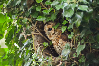 High angle view of bird on plants