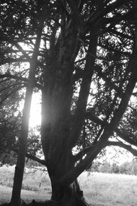 View of tree in forest