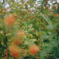 Close-up of flowering plant on field