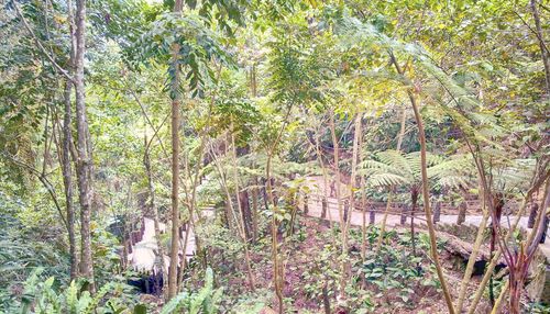 Trees growing in forest