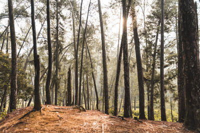 Trees growing in forest