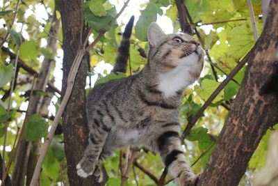 Low angle view of cat sitting on tree