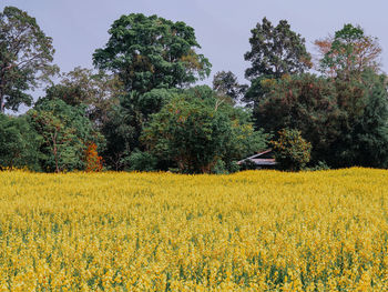 Scenic view of yellow flower field against sky