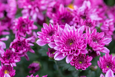 Close-up of pink flowers