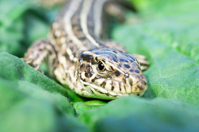 Close-up of lizard