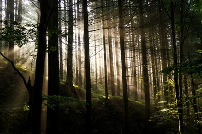 Sunlight streaming through trees in forest