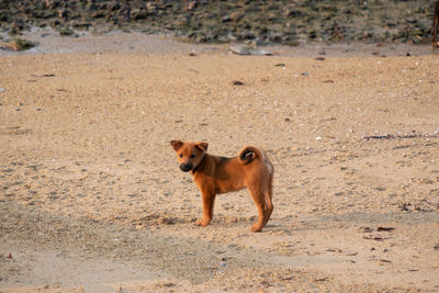 Portrait of dog standing on field