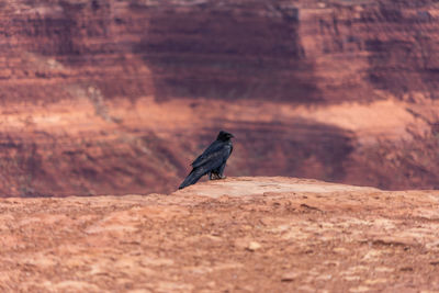 Bird perching on rock