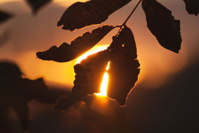 Close-up of silhouette fire against sky during sunset